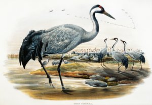 Common Crane (Grus cinerea), lithograph from Birds of Great Britain