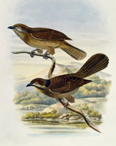 Dwarf koel (Microdynamis parva)
