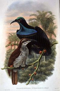 Ptiloris Magnificus, Rifle Bird of Paradise