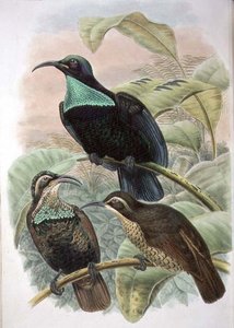 Ptiloris Paradiseus, Rifle Bird of Paradise