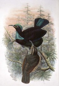 Ptiloris Victoriae, Victoria Rifle Bird of Paradise