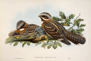 Red-necked Nightjar, lithograph from Birds of Great Britain