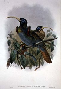 White Sickle-billed Bird of Paradise