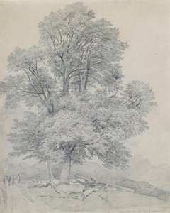A Wych Elm at Hawley, Hampshire by William Mulready