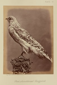 Red-shouldered Buzzard by William Notman
