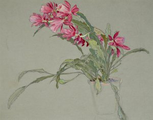 Christmas Cactus, c.1920-30