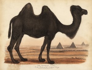 Bactrian camel, Camelus bactrianus by William Smellie