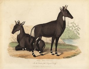 Nilgai or Blue Bull, Boselaphus Tragocamelus
