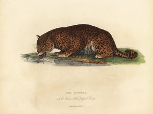 Panther, Panthera pardus or Panthera onca by William Smellie