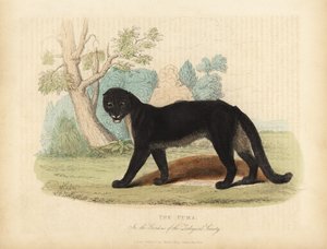 The Puma or Cougar, Puma concolor