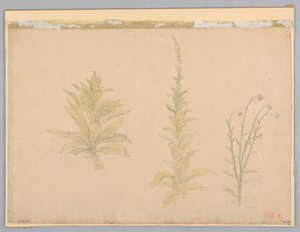 Study of Mullein Plants by William Stanley Haseltine