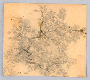 Study of Elm Tree by William Trost Richards