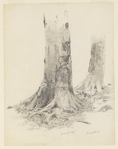 Tree Trunks, Darmstadt by William Trost Richards