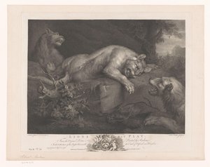 Three Lions at Play