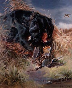 Gordon Setter Among Reeds