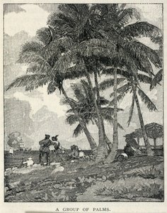 A Group of Palms by Winslow Homer