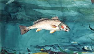 Channel Bass, 1904 by Winslow Homer