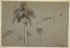Royal Palm, Cuba, 1885 by Winslow Homer