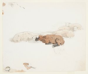 Sheep Resting