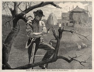 Spring Farm Work - Grafting by Winslow Homer