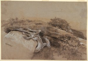 Study of Tree Roots, Prout