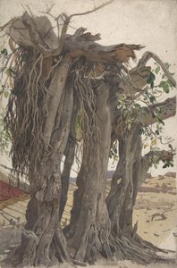 Study of a Stump with Aerial Roots by Woldemar Friedrich