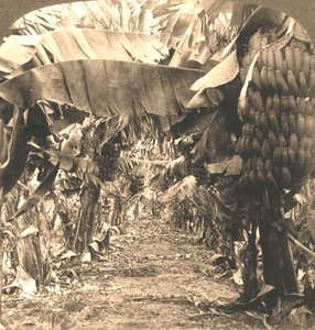 In the Heart of a Banana Plantation, Hawaiian Islands