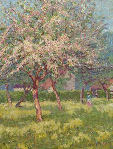 An orchard in bloom