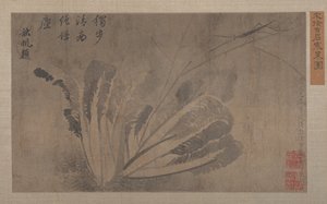 Cabbage and Insects