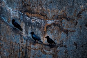 Three Crows Dark Wall by Yasutaka Sameshima