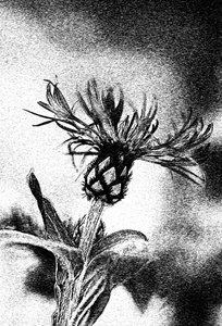 Delicate Flower Sketch
