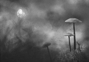 Misty Forest Mushrooms