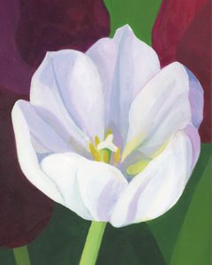 Elegant White Tulip
