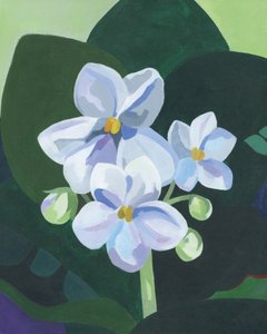 Fresh African Violets