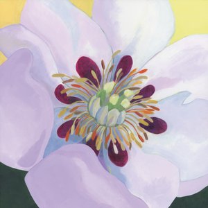 Vibrant Magnolia Petals