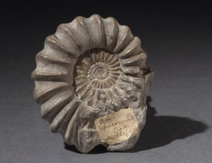 Ammonite Fossil, Approximately 185 Million Years Old