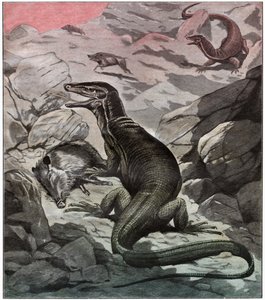 Asian water monitor, ca 1925