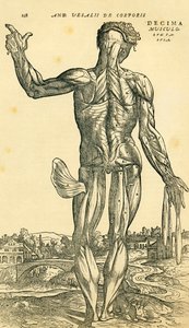 Back of male human body, an anatomical study originally published in De Humani Corporis Fabrica Libri Septem by Andreas Vesalius, published Basel