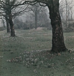 Crocus by Frederick (attr. to) Barnard
