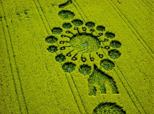 Crop circle in oilseed rape field, Milk Hill, Alton Priors, Vale of Pewsey, Wiltshire