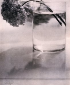 Hydrangea by John Pardon