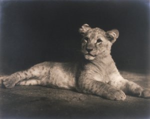 Lion cub