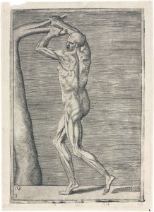 Anatomical Study of Male Musculature; Man Breaking a Branch, c 1555 by Frederick (attr. to) Barnard