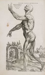 Side View of the Superficial Muscles of the Male Human Body by Frederick (attr. to) Barnard