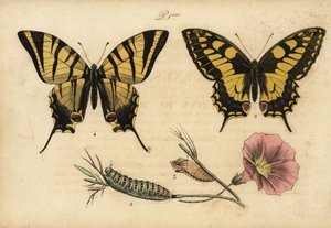 Old World swallowtail, Papillo machaon and scarce swallowtail, Iphiclides podalirius by John Pardon