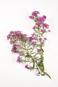 Pink Flowers of Michaelmas Daisy