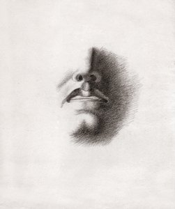 Study for the face of a man: mouth and nose (drawing)