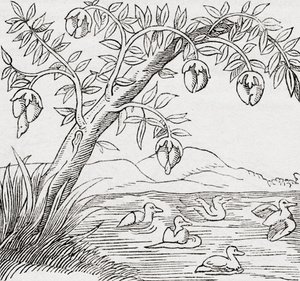 The Bird-tree