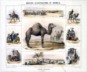The Camel, c. 1845
