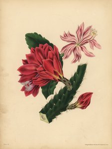 The beautiful Cactus, Horror